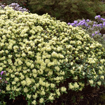 Rhododendron keiskei Princess Anne, Dvärgrododendron