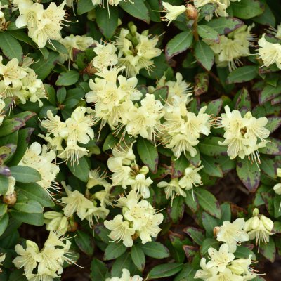 Rhododendron keiskei Princess Anne, Dvärgrododendron