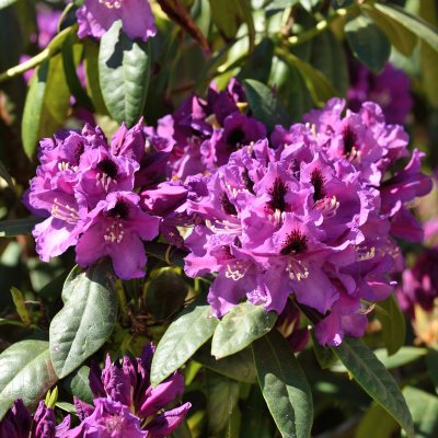 Rhododendron ponticum Rasputin, Rododendron