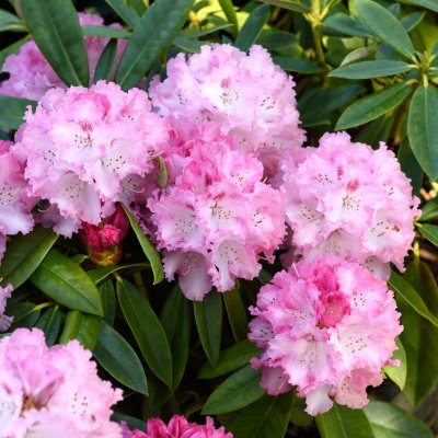 Rhododendron yak. Arabella
