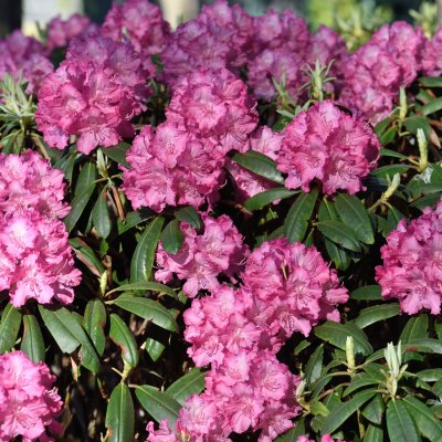 Rhododendron yak. Tatjana, Rododendron, 30-40 C5