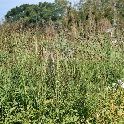 Sanguisorba officinalis Cangshan Cranberry