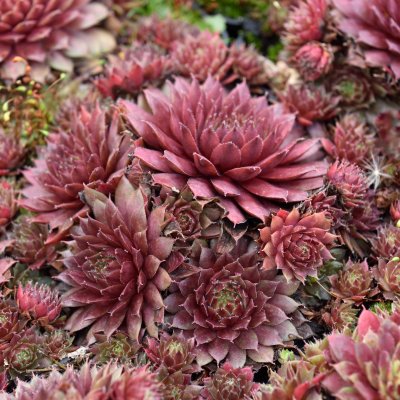 Sempervivum hybr. Purple Passion