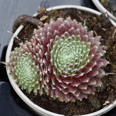 Sempervivum hybr. Sprite, Taklök, P9cm