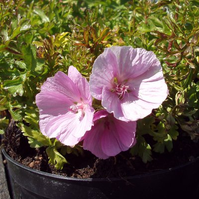 Malva moschata