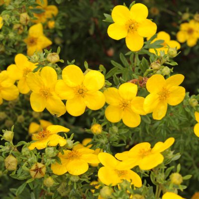 Dasiphora fruticosa Goldfinger, Ölandstok