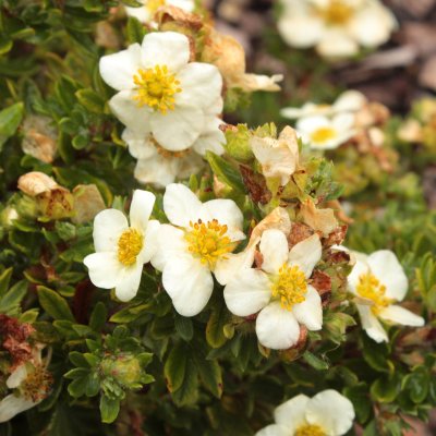 Dasiphora fruticosa Tilford Cream
