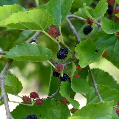 Morus nigra Mulle, Svart Mullbär