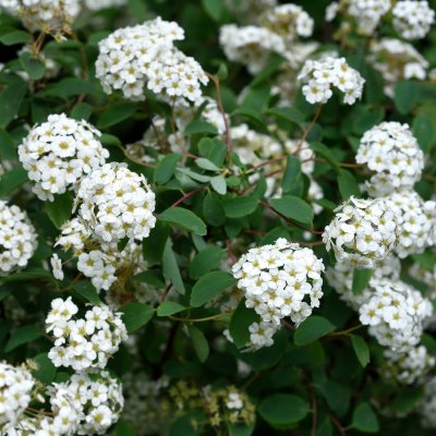 Spiraea x vanhouttei, Bukettspirea