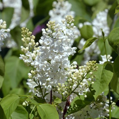 Syringa vulgaris Sterntaler (Primrose), Ädelsyrén