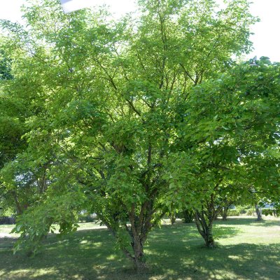 Morus nigra Mulle, Svart Mullbär