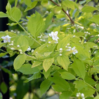 Philadelphus coronarius Aureus, Guldschersmin