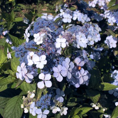 Hydrangea serrata Bluebird, Purpurhortensia