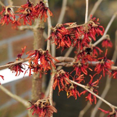 Hamamelis intermedia Diane, Hybridtrollhassel