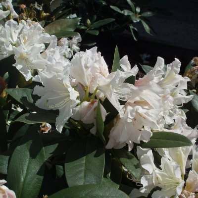 Rhododendron cauca. Cunningham´s White - Inkarho, Parkrododendron Inkarho, 30-40 C5