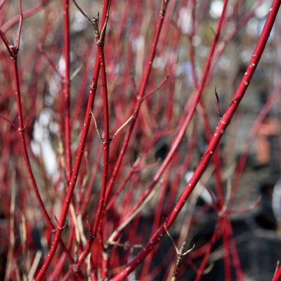 Cornus alba Baton Rouge ® (Minbat), Kornell