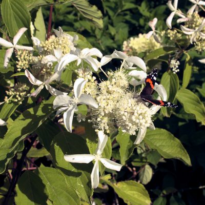 Hydrangea paniculata Great Star ® (Le Vasterival)