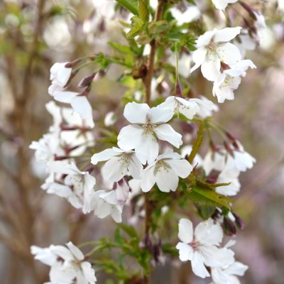 Prunus nipponica Brilliant