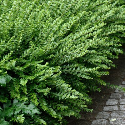 Lonicera nitida Maigrün