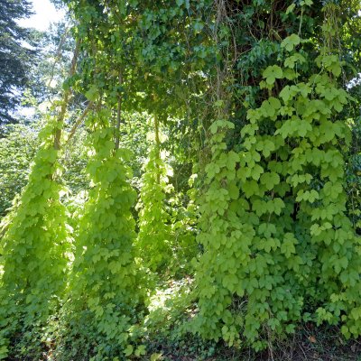 Humulus lupulus Aureus, Guldhumle