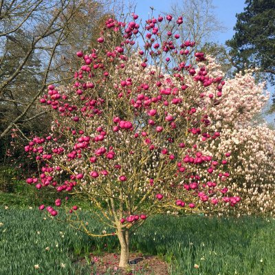Magnolia Black Tulip ® (Jurmagl), Magnolia