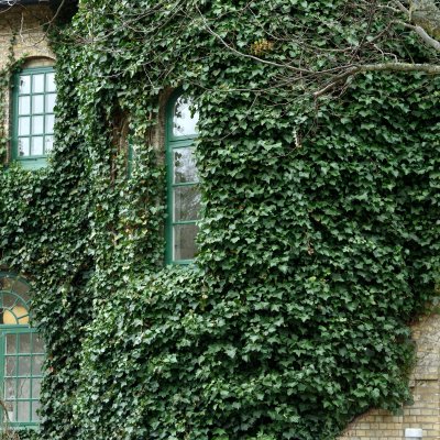 Hedera hibernica (helix hibernica), Storbladig Murgröna