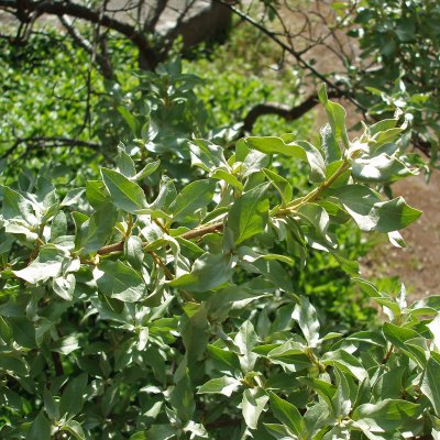 Elaeagnus commutata, Silverbuske