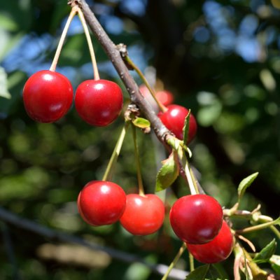 Skuggmorell E (Morello)