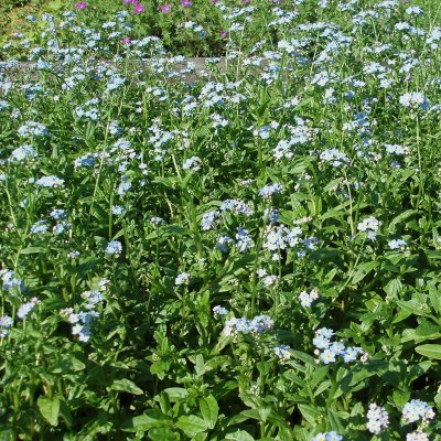 Myosotis scorpioides Thüringen