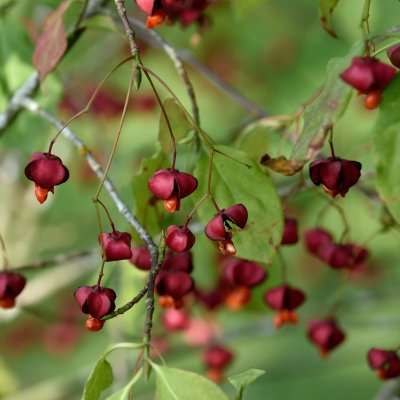 Euonymus planipes, Körsbärsbenved