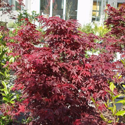 Acer palmatum Bloodgood, Japansk Blodlönn
