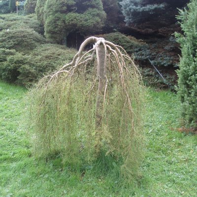 Caragana arborescens Walker
