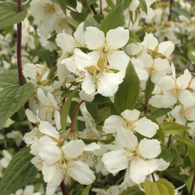 Philadelphus x lemoinei Mont Blanc, Smultronschersmin