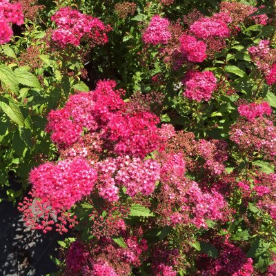 Spiraea japonica Sapho