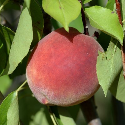 Persika, Frost, Busk