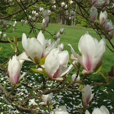 Magnolia × soulangeana