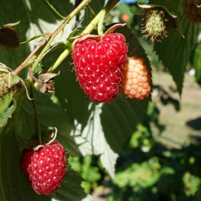 Rubus idaeus Polka, Hösthallon