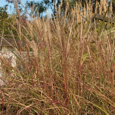 Miscanthus sinensis Yaku Jima, Glansmiskantus
