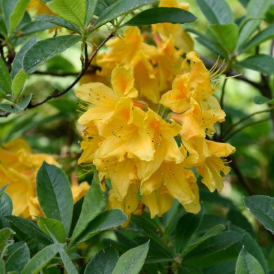 Rhododendron luteum, Guldazalea