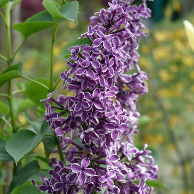 Syringa vulgaris Sensation, Ädelsyrén