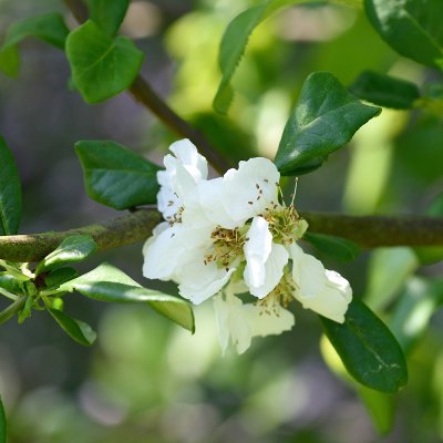 Chaenomeles x superba Jet Trail, Hybridrosenkvitten