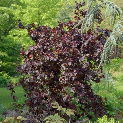 Corylus avellana Red Majestic ®, Blodhassel