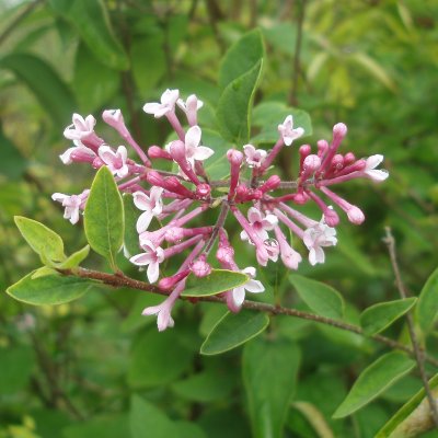 Syringa microphylla Superba, Småbladig Syrén