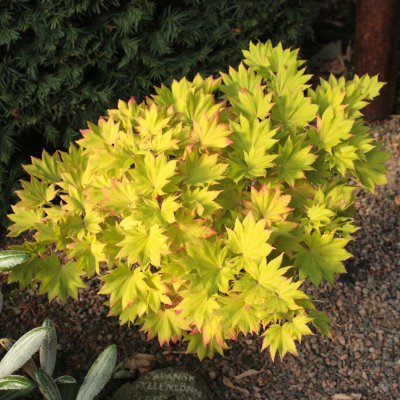 Acer shirasawanum Aureum, Japansk Gyllenlönn