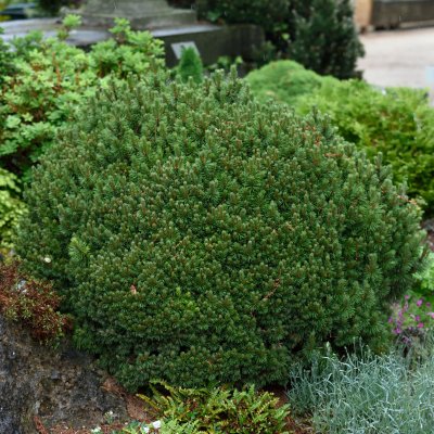 Pinus mugo Mops, Bergtall