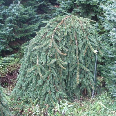 Picea abies Inversa, Hänggran, 60-80 C7,5
