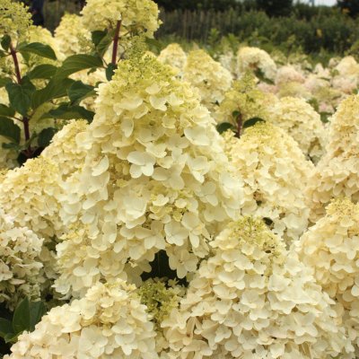 Hydrangea paniculata Silver Dollar ®, Syrénhortensia