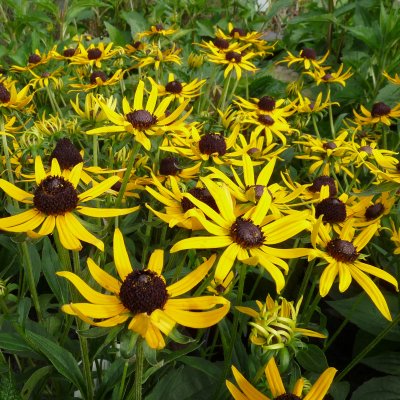 Rudbeckia fulgida Little Goldstar ®, Strålrudbeckia