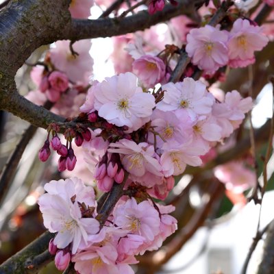 Prunus Accolade, Vårkörsbär, 80 stam C5