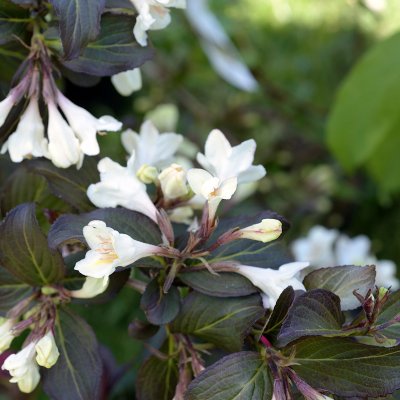 Weigela hybr. Ebony and Ivory ® (Velda), Trädgårdsprakttry, 30-40 C3